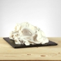 Sprint para Gelado Cannolo Siciliano PreGel 1kg