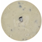 Salsa Dip Cookies&Cream Ecco 5kg