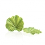 Decoraes de Chocolate Dobla - Spring leaf green 24 un