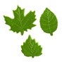 Barbara Decor - Leaves Green Set 30x45mm 216 un