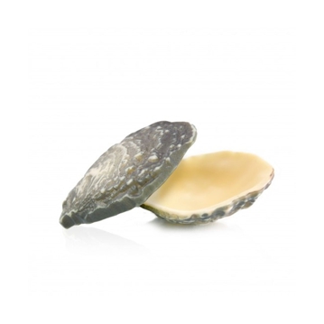 Dobla Enchimento - Chocolate oyster 12 un