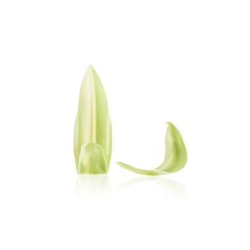 Dobla Folhas e Petalas - Long leaves green white 260 un
