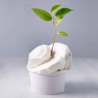 Produtos Vegan e Plant Based para Gelado